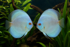 Albino Blue Diamond Discus