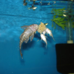 Bushynose and Cory eating FDCBW