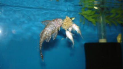 Bushynose and Cory eating FDCBW