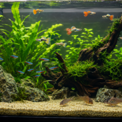 Caring for tropical fish in a healthy home aquarium