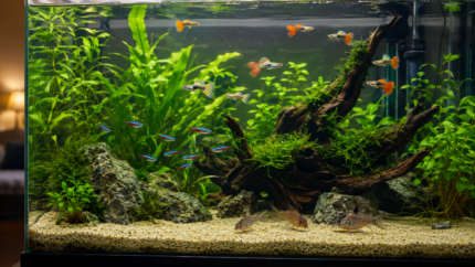 Caring for tropical fish in a healthy home aquarium