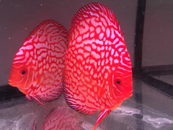 Rick Sr.'s Red Checkerboard Discus breeding pair