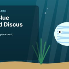 Illustration of an aquarium for the FinTastik Tropical Fish article Albino Blue Diamond Discus: Appearance, Temperament and Care