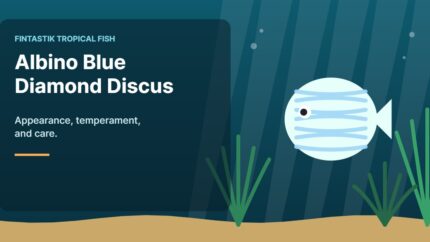 Illustration of an aquarium for the FinTastik Tropical Fish article Albino Blue Diamond Discus: Appearance, Temperament and Care