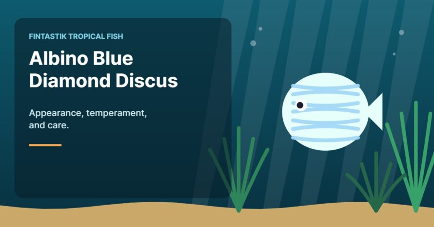 Illustration of an aquarium for the FinTastik Tropical Fish article Albino Blue Diamond Discus: Appearance, Temperament and Care