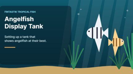 Illustration of an aquarium for the FinTastik Tropical Fish article Angelfish Display Tank
