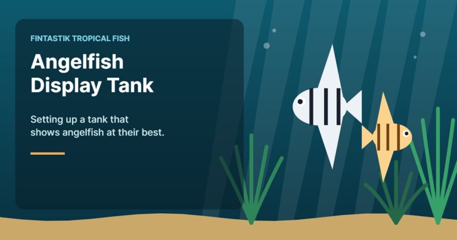Illustration of an aquarium for the FinTastik Tropical Fish article Angelfish Display Tank