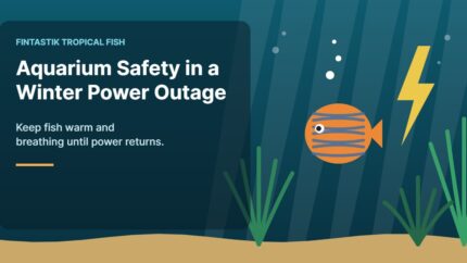 Illustration of an aquarium for the FinTastik Tropical Fish article How to Keep Your Aquarium Safe During a Winter Power Outage