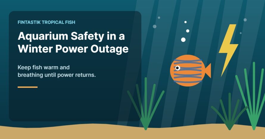 Illustration of an aquarium for the FinTastik Tropical Fish article How to Keep Your Aquarium Safe During a Winter Power Outage