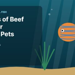 Illustration of an aquarium for the FinTastik Tropical Fish article Benefits of Beef Heart for Aquatic Pets