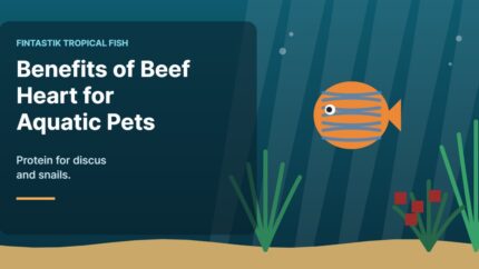 Illustration of an aquarium for the FinTastik Tropical Fish article Benefits of Beef Heart for Aquatic Pets