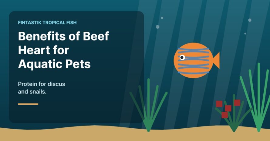 Illustration of an aquarium for the FinTastik Tropical Fish article Benefits of Beef Heart for Aquatic Pets