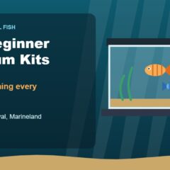 Illustration of a beginner aquarium kit with fish next to water test tubes and a question mark