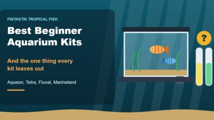 Illustration of a beginner aquarium kit with fish next to water test tubes and a question mark