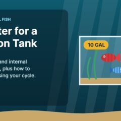 Illustration of a 10-gallon aquarium with a hang-on-back filter and tropical fish