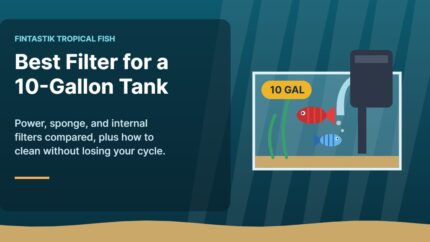 Illustration of a 10-gallon aquarium with a hang-on-back filter and tropical fish