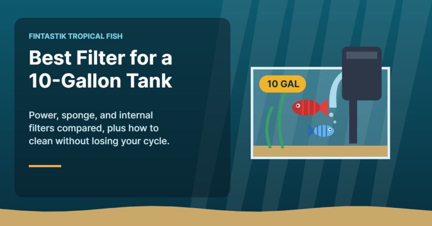 Illustration of a 10-gallon aquarium with a hang-on-back filter and tropical fish