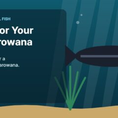 Illustration of an aquarium for the FinTastik Tropical Fish article Best Practices for Caring of Your Black Arowana