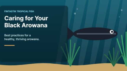 Illustration of an aquarium for the FinTastik Tropical Fish article Best Practices for Caring of Your Black Arowana