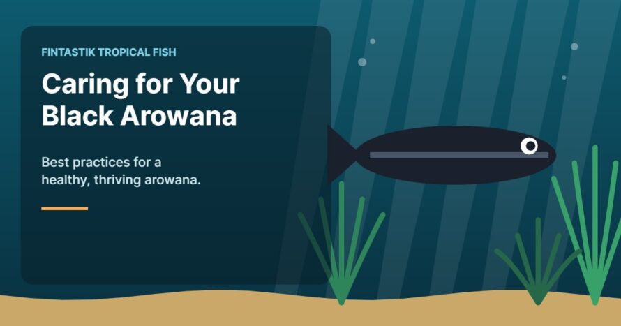 Illustration of an aquarium for the FinTastik Tropical Fish article Best Practices for Caring of Your Black Arowana