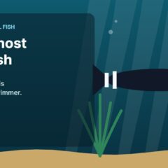 Illustration of an aquarium for the FinTastik Tropical Fish article Black Ghost Knife Fish Care Guide
