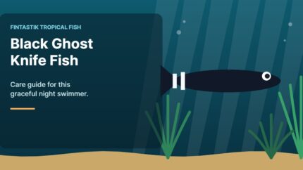 Illustration of an aquarium for the FinTastik Tropical Fish article Black Ghost Knife Fish Care Guide