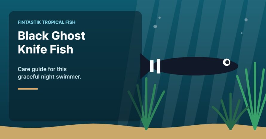 Illustration of an aquarium for the FinTastik Tropical Fish article Black Ghost Knife Fish Care Guide