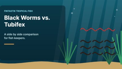 Illustration of an aquarium for the FinTastik Tropical Fish article Black Worms vs. Tubifex: A Comprehensive Comparison
