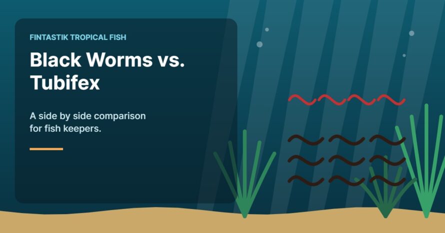 Illustration of an aquarium for the FinTastik Tropical Fish article Black Worms vs. Tubifex: A Comprehensive Comparison