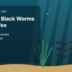 Illustration of an aquarium for the FinTastik Tropical Fish article Breeding Black Worms and Tubifex: Is It Worth It?