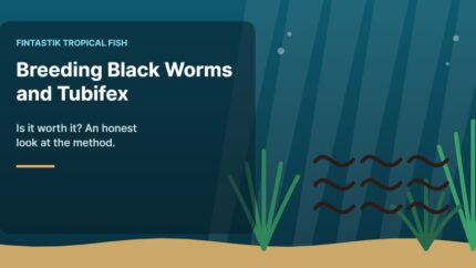 Illustration of an aquarium for the FinTastik Tropical Fish article Breeding Black Worms and Tubifex: Is It Worth It?