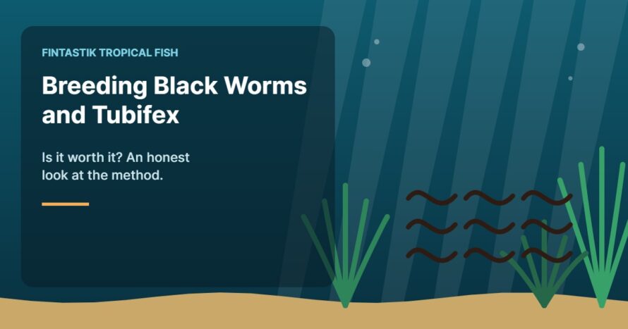Illustration of an aquarium for the FinTastik Tropical Fish article Breeding Black Worms and Tubifex: Is It Worth It?