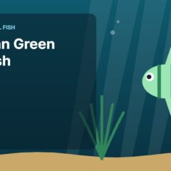 Illustration of an aquarium for the FinTastik Tropical Fish article Bulgarian Green Angelfish: Care, Tank Setup and Breeding