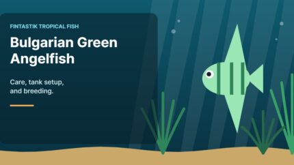 Illustration of an aquarium for the FinTastik Tropical Fish article Bulgarian Green Angelfish: Care, Tank Setup and Breeding