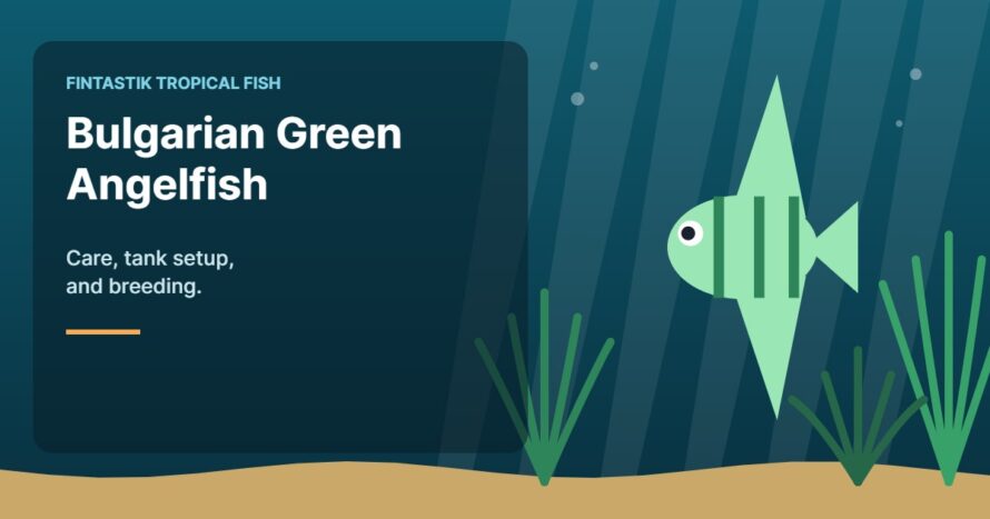Illustration of an aquarium for the FinTastik Tropical Fish article Bulgarian Green Angelfish: Care, Tank Setup and Breeding