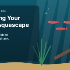 Illustration of an aquarium for the FinTastik Tropical Fish article Designing Your Dream Aquascape: Guide