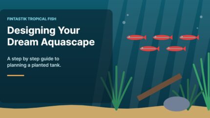 Illustration of an aquarium for the FinTastik Tropical Fish article Designing Your Dream Aquascape: Guide