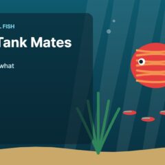 Illustration of an aquarium for the FinTastik Tropical Fish article Discus Tank Mates: What Works and What Does Not