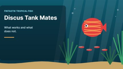 Illustration of an aquarium for the FinTastik Tropical Fish article Discus Tank Mates: What Works and What Does Not