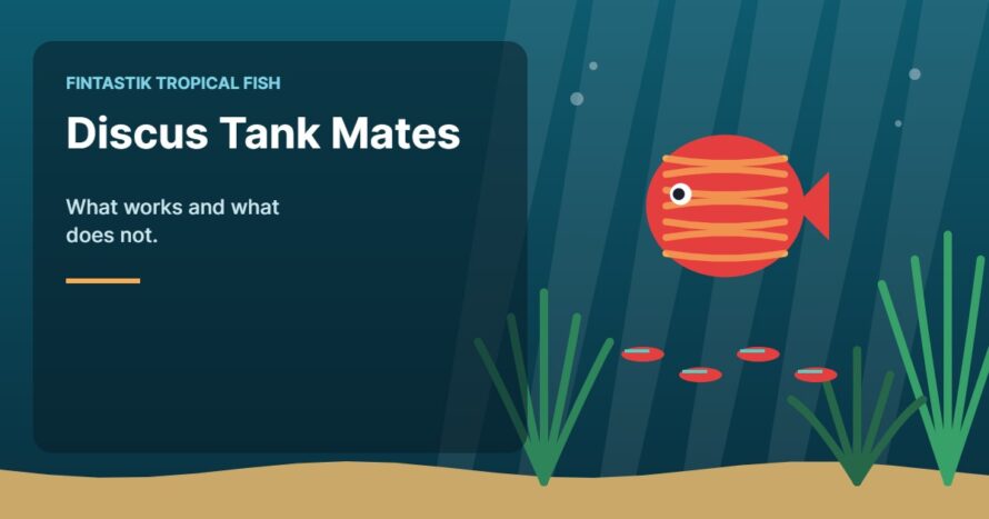 Illustration of an aquarium for the FinTastik Tropical Fish article Discus Tank Mates: What Works and What Does Not