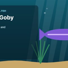 Illustration of an aquarium for the FinTastik Tropical Fish article Dragon Goby