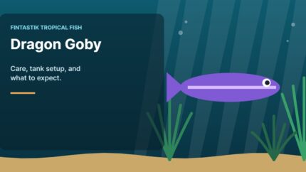 Illustration of an aquarium for the FinTastik Tropical Fish article Dragon Goby