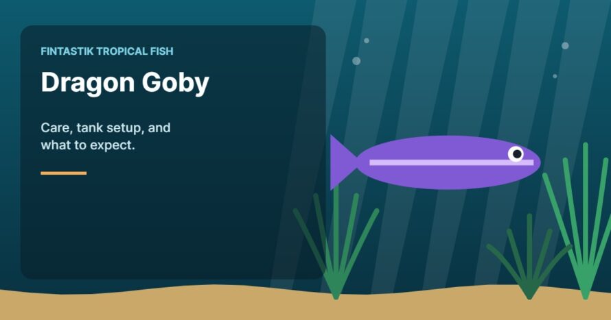 Illustration of an aquarium for the FinTastik Tropical Fish article Dragon Goby