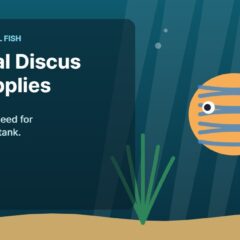 Illustration of an aquarium for the FinTastik Tropical Fish article Essential Discus Fish Supplies: What You Really Need