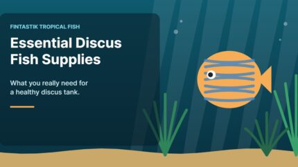 Illustration of an aquarium for the FinTastik Tropical Fish article Essential Discus Fish Supplies: What You Really Need