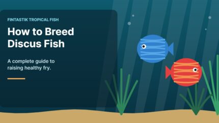 Illustration of an aquarium for the FinTastik Tropical Fish article How to Breed Discus Fish: Complete Guide (2026)