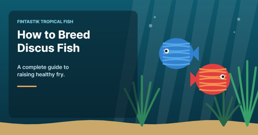 Illustration of an aquarium for the FinTastik Tropical Fish article How to Breed Discus Fish: Complete Guide (2026)