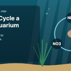 Illustration of an aquarium for the FinTastik Tropical Fish article How to Cycle a New Aquarium: A Beginner Guide to the Nitrogen Cycle