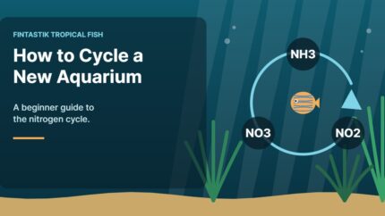 Illustration of an aquarium for the FinTastik Tropical Fish article How to Cycle a New Aquarium: A Beginner Guide to the Nitrogen Cycle