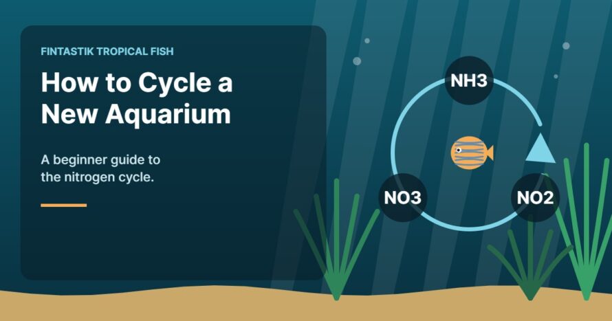 Illustration of an aquarium for the FinTastik Tropical Fish article How to Cycle a New Aquarium: A Beginner Guide to the Nitrogen Cycle